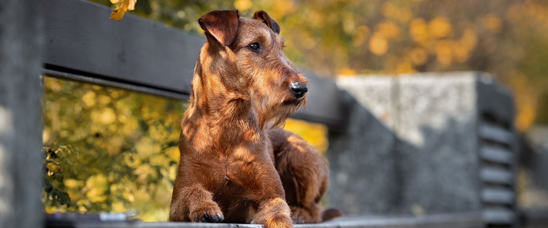 Red dog names outlet